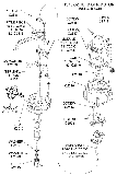 1978-82 HEI Distributor Diagram Thumbnail